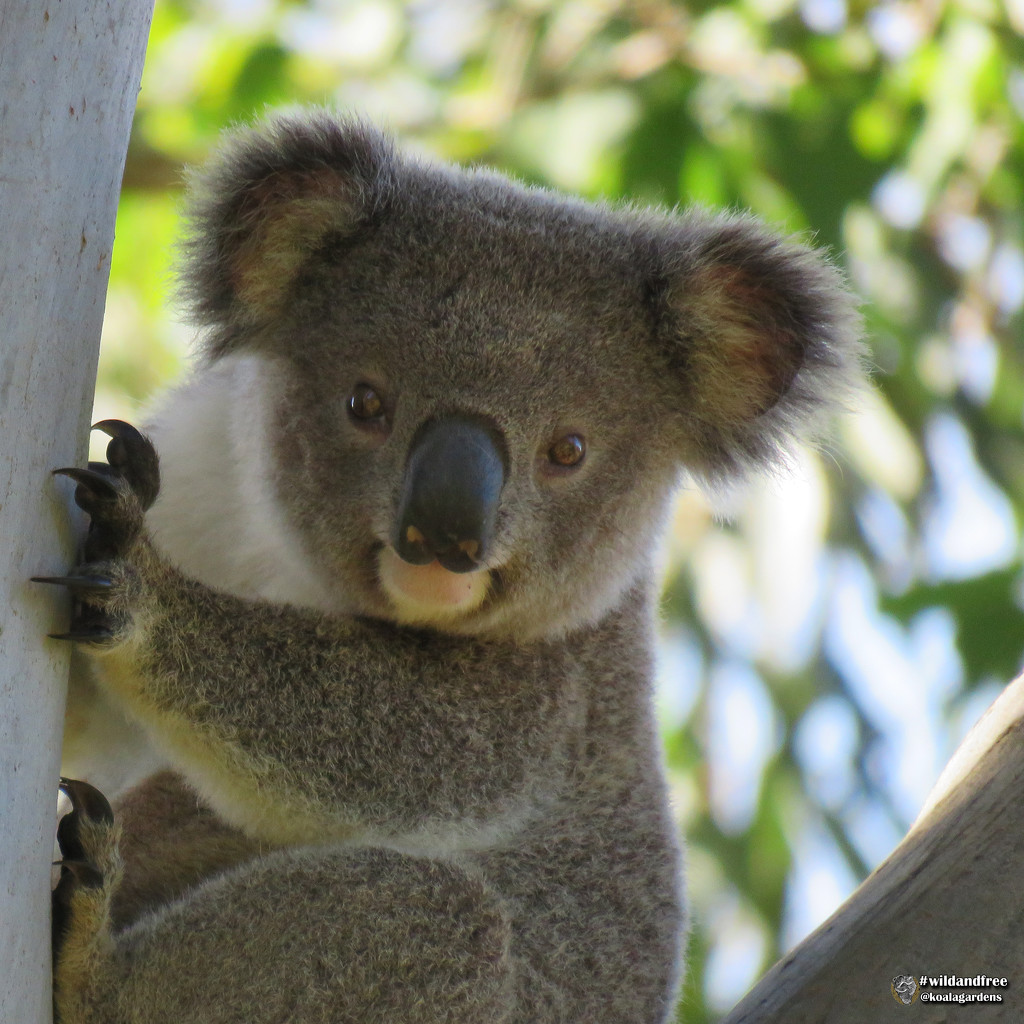 a fine Summer ...  by koalagardens