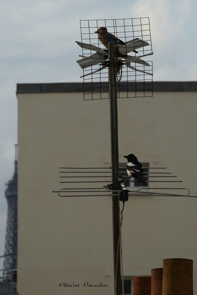 Parisian Jay & Magpie  by parisouailleurs