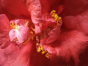 28th May 2019 - Red camellia