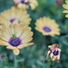 African Daisies by kgolab