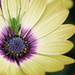 African Daisy by kgolab