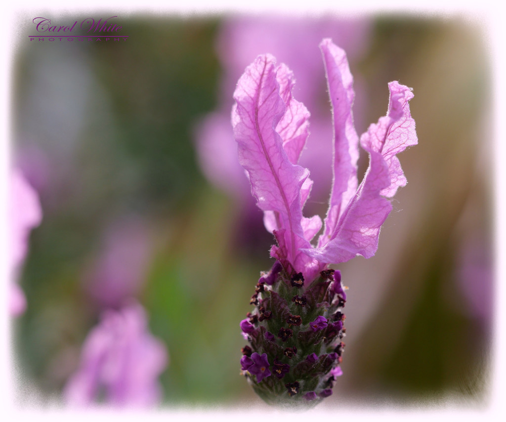 Lavender by carolmw