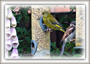 7th Jun 2019 - Greenfinch and a House Sparrow 