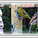 Greenfinch and a House Sparrow  by beryl
