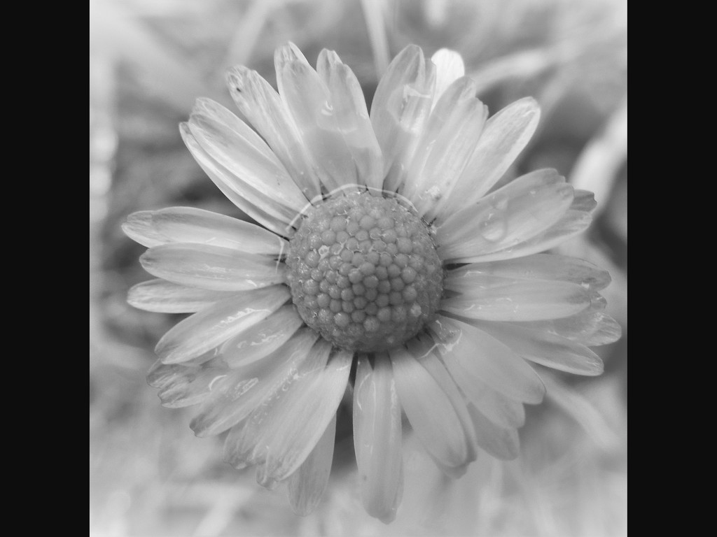 Daisy in the rain by etienne