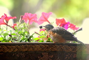 6th Jun 2019 - Baby robin rummaging in my flower bed....