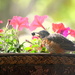 Baby robin rummaging in my flower bed.... by bruni