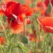 poppies by lastrami_