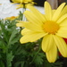 Yellow Flower by spanishliz