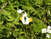 17th May 2019 - Orange Tip (Male)