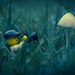 (Day 108) - Cute Mushroom by cjphoto