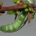 Brimstone caterpillar undercarriage by jesika2