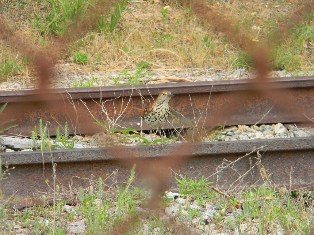 Brown Thrasher on Railroad Tracks  by sfeldphotos