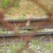 Brown Thrasher on Railroad Tracks  by sfeldphotos