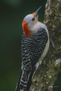5th Jun 2019 - Red-breasted Woodpecker