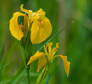 18th May 2019 - Marsh Irises