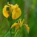Marsh Irises by kathyo