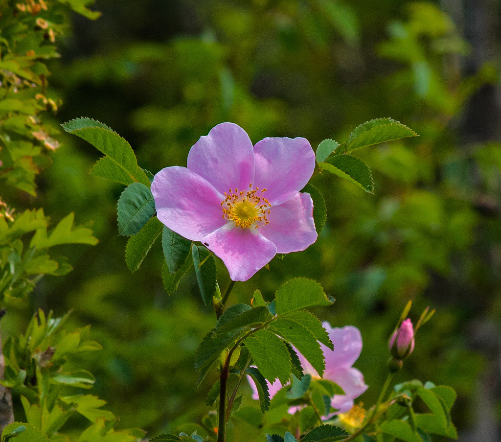 Wild Roses by kathyo