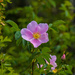 Wild Roses by kathyo