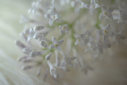 2nd Jun 2019 - white lilacs