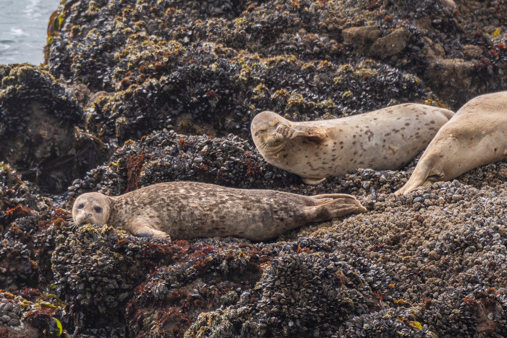 Seals by nicoleweg