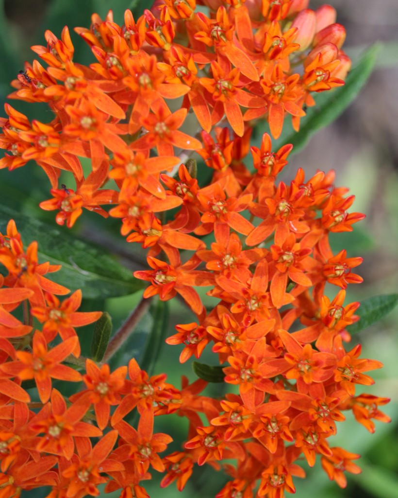 June 6: Butterfly Weed by daisymiller