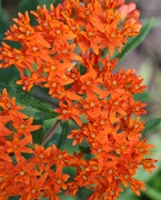 6th Jun 2019 - June 6: Butterfly Weed