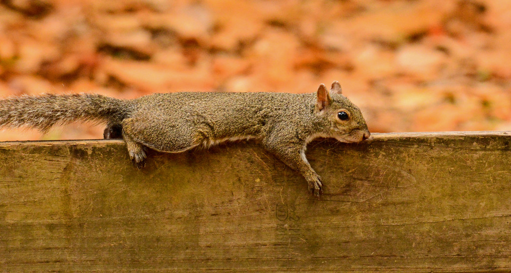 Lazy Squirrel! by rickster549