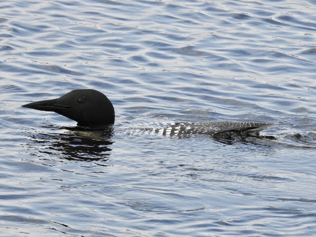 Common loon by amyk