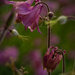 columbine at sunset by jackies365