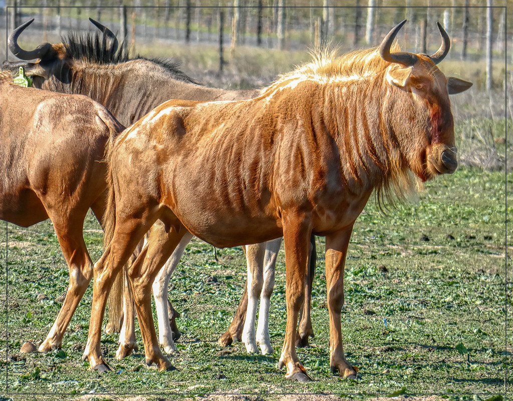 Some Golden Gnu (Wildebeest) by ludwigsdiana
