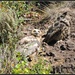 Hillside Owls... by soylentgreenpics