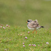 Ringed plover in the rain by inthecloud5