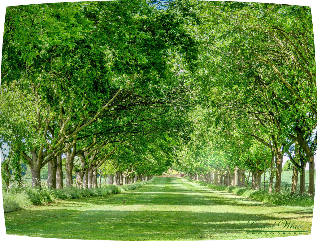 Sunlit Avenue Of Trees by carolmw