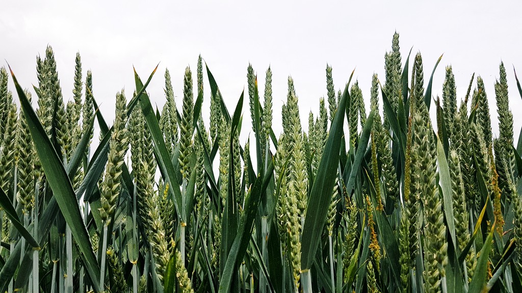 Green wheat by julienne1