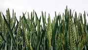 5th Jun 2019 - Green wheat
