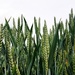 Green wheat by julienne1