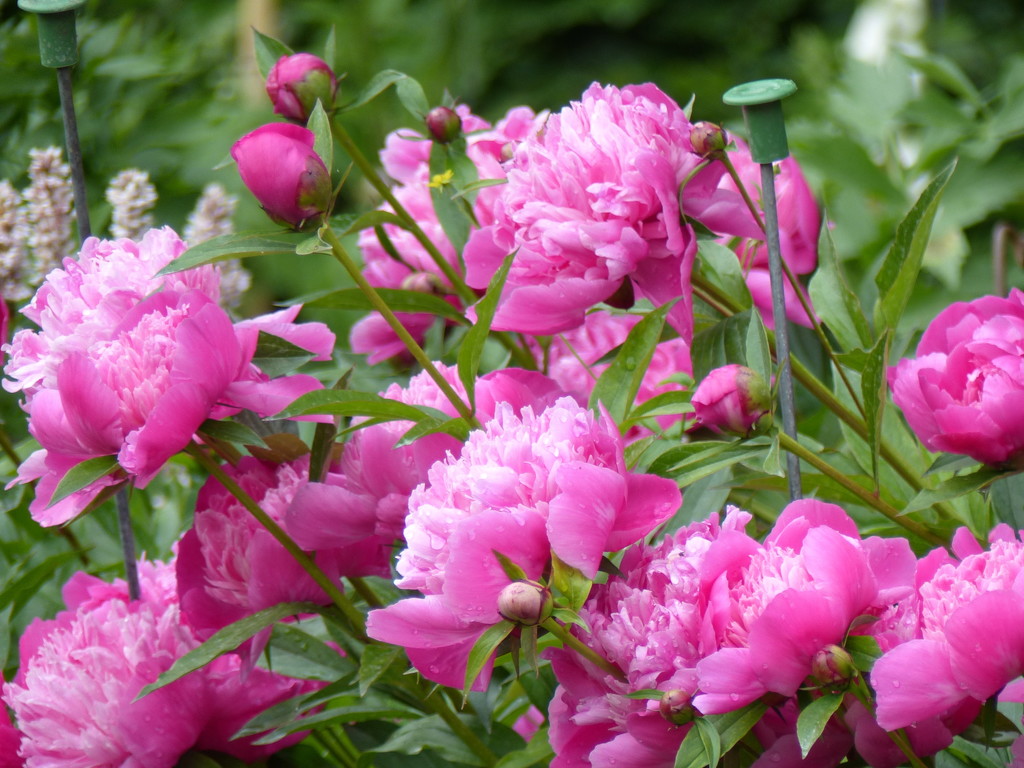 Peonies at Anglesey Abbey  by foxes37