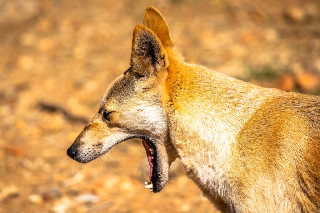 Even a dingo's gotta yawn! by pusspup