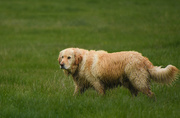 1st May 2019 - Shaggy and Wet