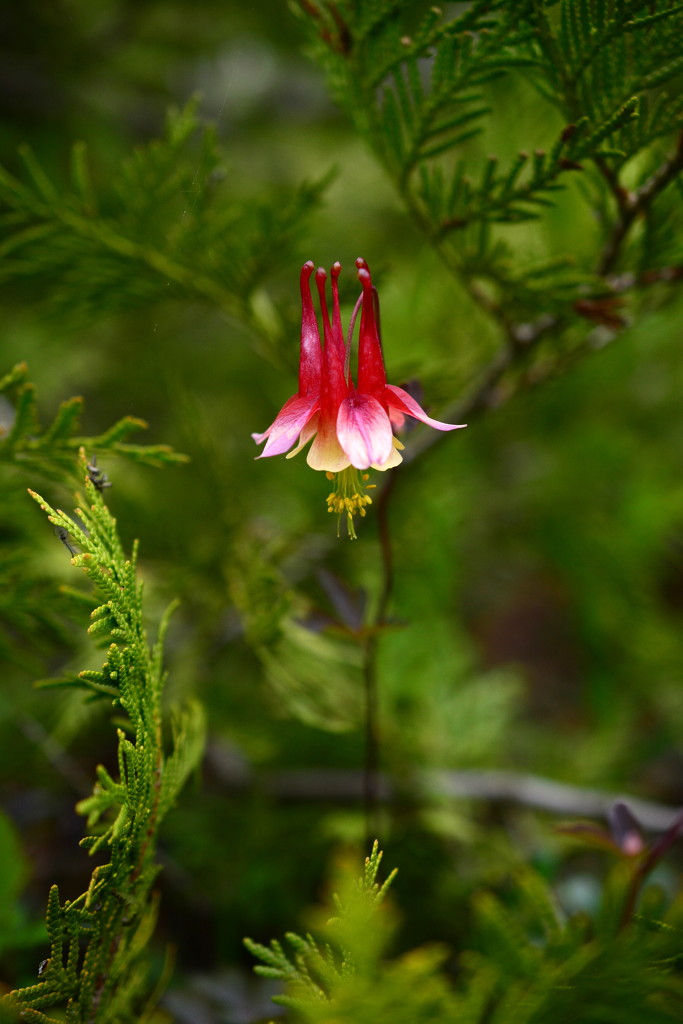Columbine flower - perfection by jayberg