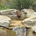  Wren Taking a Bath  by susiemc