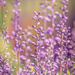 soft purple spikes by jernst1779