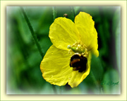 8th Jun 2019 - Welsh Poppy and the Bumble Bee.