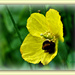Welsh Poppy and the Bumble Bee. by beryl