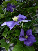 7th Jun 2019 - Clematis after the rain..