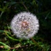 A Dandelion..For Dreams &  Wishes ~      by happysnaps