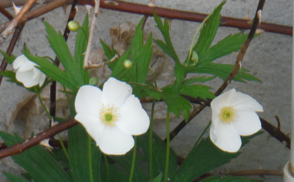 Little White Flowers by spanishliz