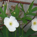 Little White Flowers by spanishliz
