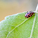 Spotted Lady Beetle! by fayefaye